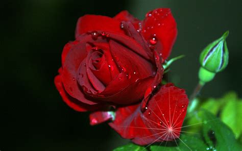 rose hd wallpapers 1080p|free screensavers and wallpaper roses.